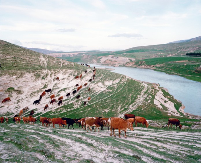 A herd of cattle are walking back towards the village by the banks of the Tigris river. The river is predominant in the life of the inhabitants of the region of Hasankeyf. The Ilisu Dam project due in 2015 will flood 80% of the ancient monuments of Hasankeyf along with 52 other villages and 15 small towns by the year 2016 destroying a unique historical site where a mix of Assyrians, Roman and Ottoman monuments belong. The Turkish government maintains contrariwise that it will bring means in the poor region to develop its economy, notably by allowing the creation of 10,000 jobs, the development of an activity of peach and the irrigation of the agrarian lands. Kesmeköprü, Turkey